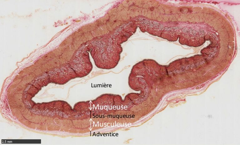 Lœsophage LABORATOIRE D HISTOLOGIE et D EMBRYOLOGIE