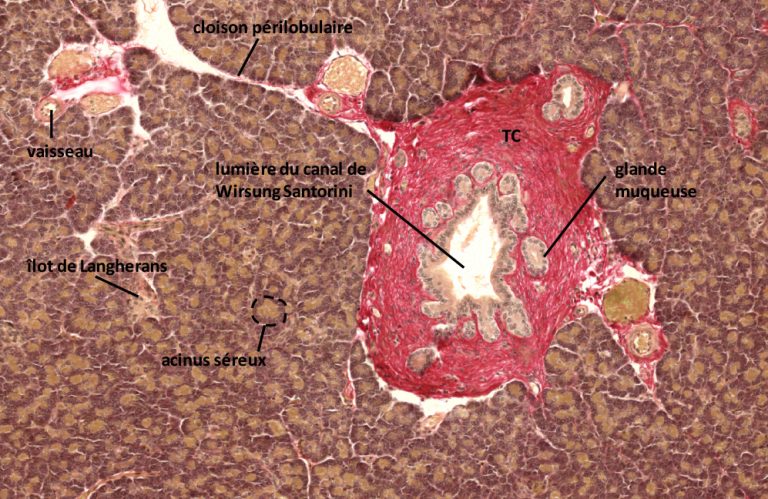 Le Pancr As Laboratoire D Histologie Et D Embryologie