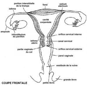 Rappels danatomie et de physiologie Lappareil génital féminin