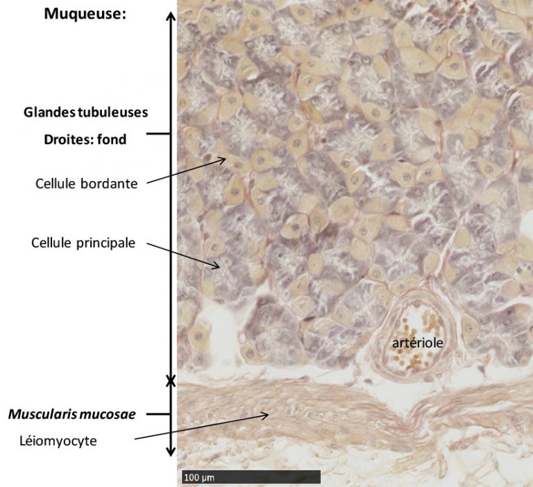 Lestomac Laboratoire D Histologie Et D Embryologie