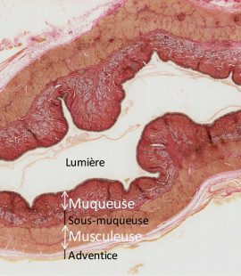 Le Tube Digestif Laboratoire D Histologie Et D Embryologie