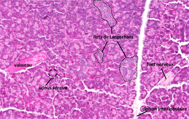 Le pancréas – LABORATOIRE D'HISTOLOGIE et D'EMBRYOLOGIE