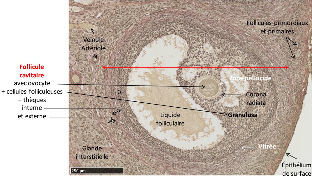Histologie De L ovaire Follicule Secondaire TD Histologie De