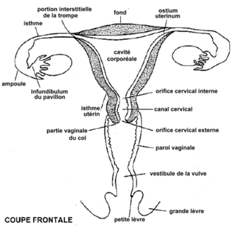 Isthme D finition Simple Isthme Def Anatomie AUYEMK Isthme D finition Simple Isthme Def Anatomie AUYEMK