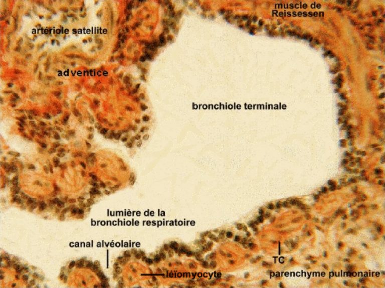 Le poumon – LABORATOIRE D'HISTOLOGIE et D'EMBRYOLOGIE